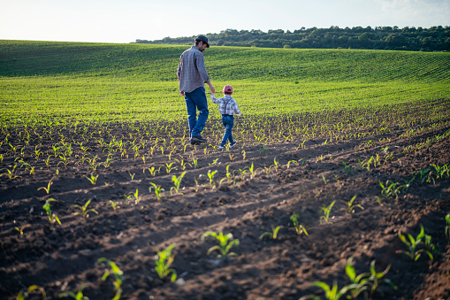 Little boy and his farmer father on agriculture field checking crops.