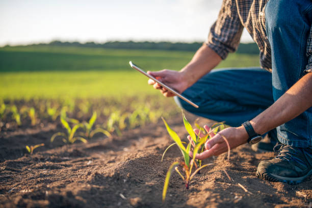 agricoltore che ispeziona la qualità della crescita del mais nel campo agricolo. - green economy foto e immagini stock