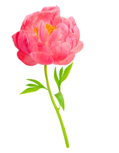 istock Pink Peony isolate on white background. Beautiful Pion flowers close up