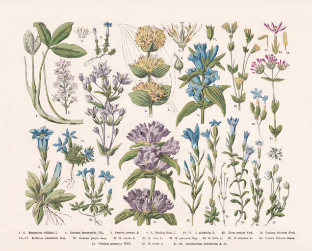 Flowering plants (Angiospermae, Gentianaceae), hand-colored wood engraving, published in 1887 vector art illustration