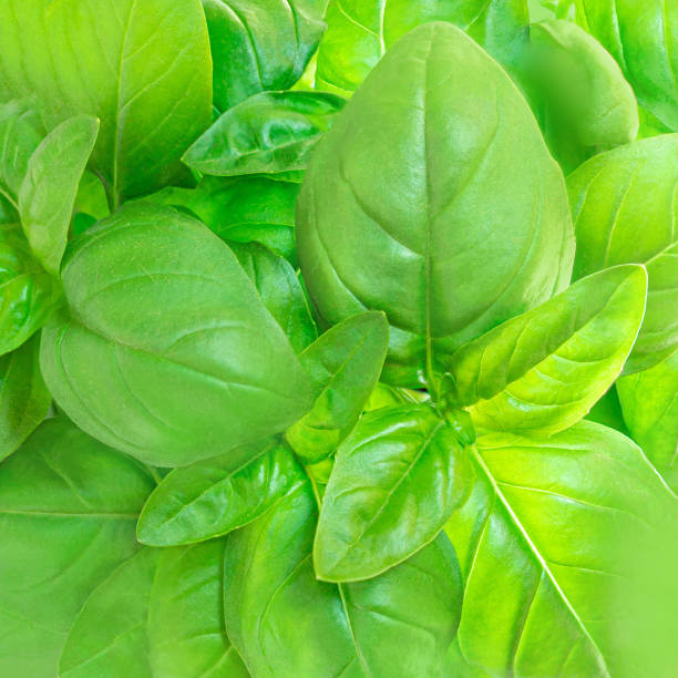 istock Detailed  basil leaf as a textured  background. Fresh green basil leaves pattern. 1398113449