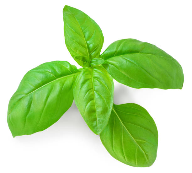 istock Basil leaf isolated. Fresh green  basil herb on white background, close up.