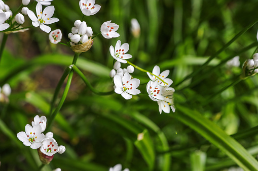 Allium neapolitanum is a bulbous herbaceous perennial plant in the onion subfamily within the Amaryllis family. Common names include Neapolitan garlic, Naples garlic, daffodil garlic, white garlic.