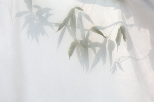 Shot of leaves seeing through the white transparent fabric.