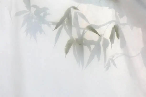 Photo of Leaves shadow background with copy space