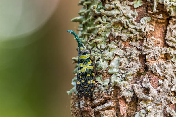 istock The Bluish Green Horned Lanternfly camouflage among lichens 1398115780