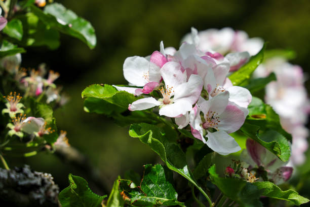 istock Flowers of apple tree blooming in the spring. 1398116027
