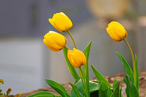 Four yellow tulips