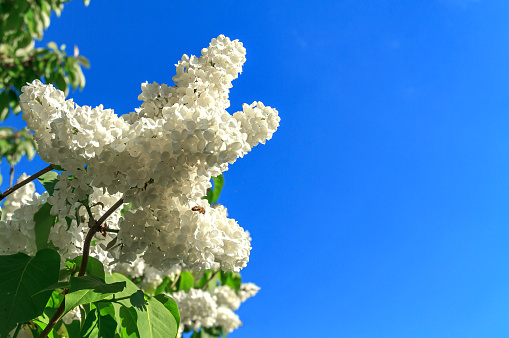 Clusters of blooming white lilac against the blue sky