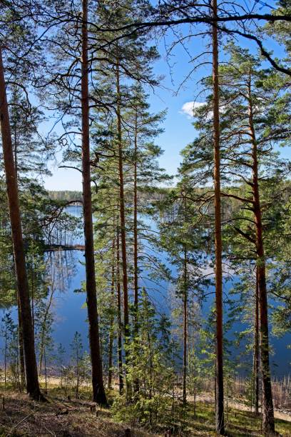 Lake Saimaa is one of biggest lake in Finland as well as one of most beautiful area.