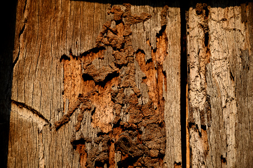 decayed brown wood is eaten by termites in the natural end of life