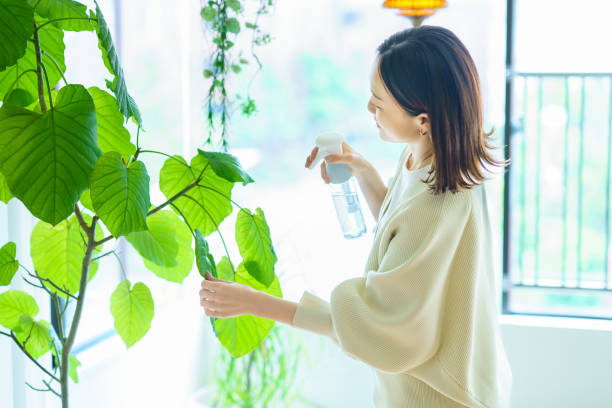 観葉植物に水をまく女性 - hobbies ストックフォトと画像