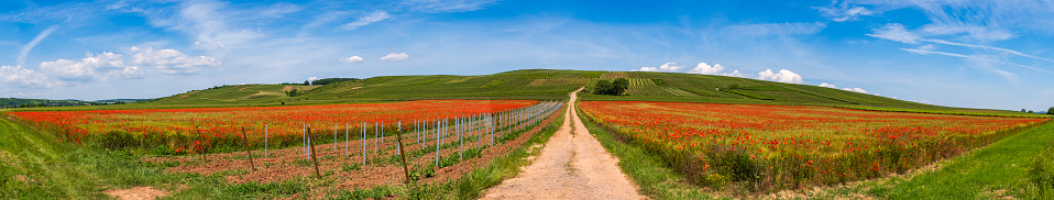 View over a bright red field of corn poppies in Rhineland-Palatinate/Germany under a blue sky