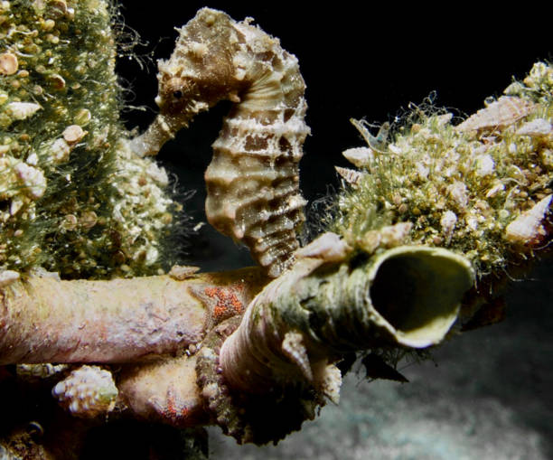 istock Seahorse standing on a tube worm 1398119388