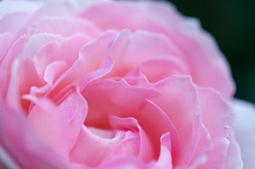 A macro image of beautiful pink flowers of roses nicely bloomed in the garden. Pierre de Ronsard.
