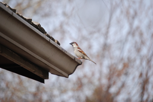 Germany, Bavaria. Hausrotschwanz (Phoenicurus ochruros) on a roof in a garden.