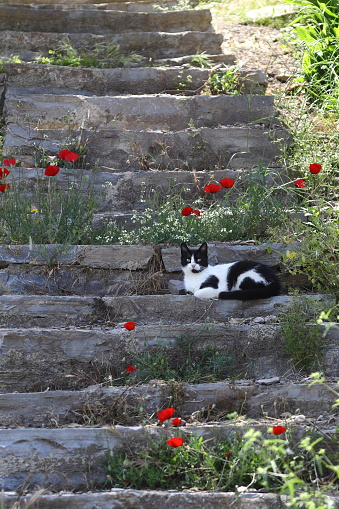 a cat lying alone on stone stairs.