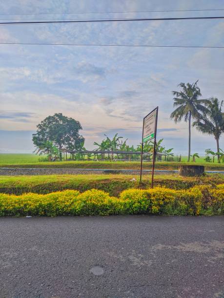 Flowers by the roadside