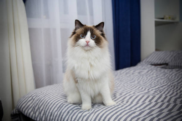 Young beautiful purebred Ragdoll cat at home Young healthy beautiful purebred Ragdoll cat, at home ragdoll cat stock pictures, royalty-free photos & images