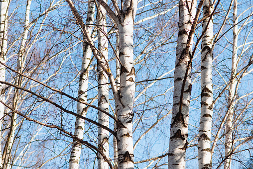 Close-up of birch tree trunk against defocused snow background.