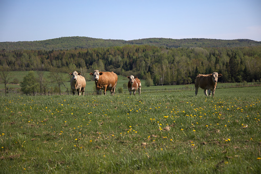 four brown cows farm animal standing in field country agriculture spring day