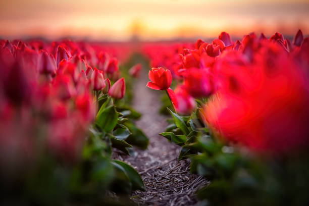 red tulip field in Holland