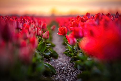 selective focus close-up of a red tulip field row in The Netherlands