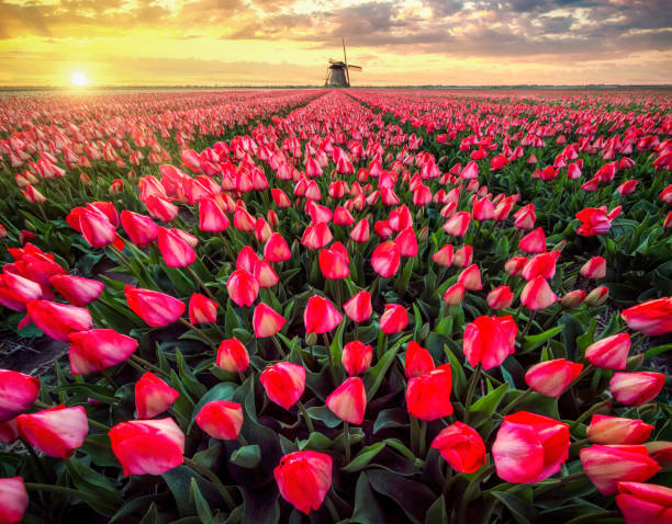 increíble puesta de sol en un campo de tulipanes en holanda - dutch culture fotos fotografías e imágenes de stock