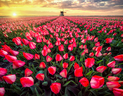 Red tulip fields in front of a Dutch windmill under a nicely clouded sky at sunset