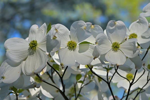 istock Flowering dogwood 1398122372