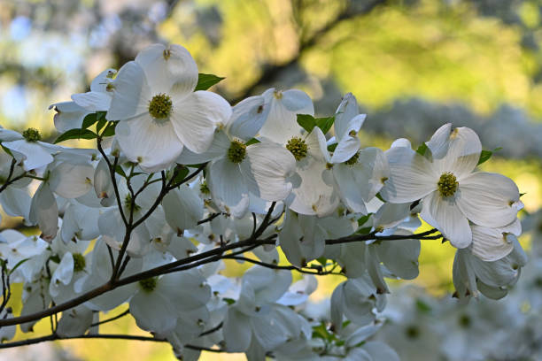 istock Flowering dogwood in sunlight 1398122400