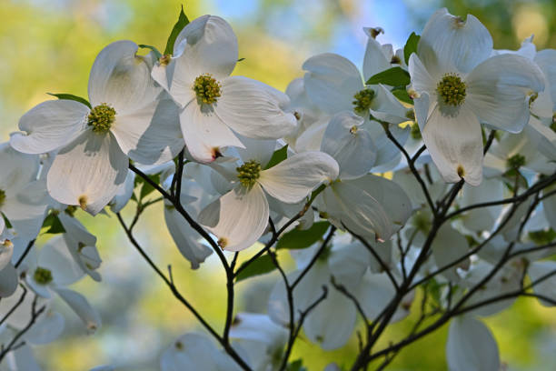 istock Flowering dogwood close-up 1398122425