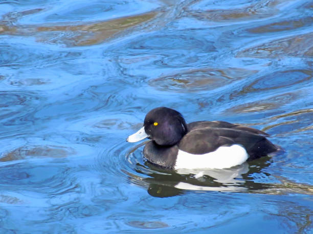 istock A male tufted duck, Aythya Fuligula, on blue water 1398123087