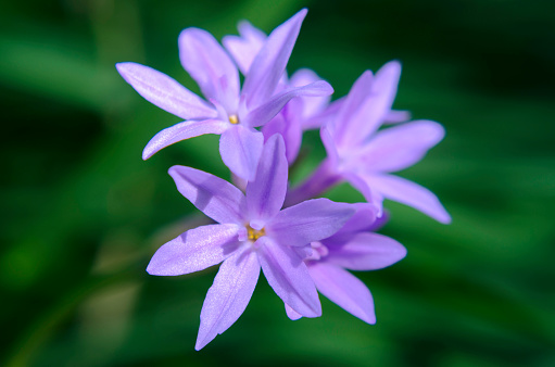 Purple Flower Lilac Lavender Hyacinth Periwinkle Dichelostemma Agapanthus African Lily Blue Light Ultra Violet Green Background Macro Photography for presentation, flyer, greeting card, poster, brochure, banner