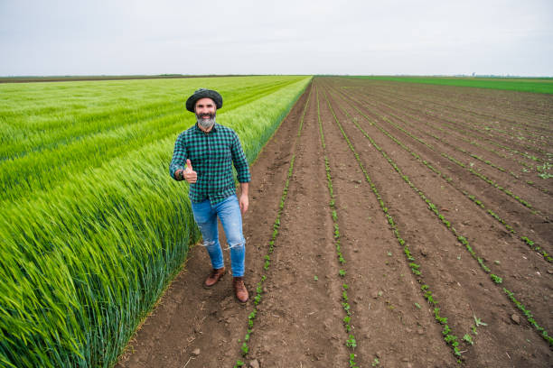 Happy farmer showing thumb up while  standing beside his growing wheat field.