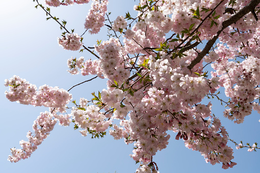 Pink Cherry Blossoms