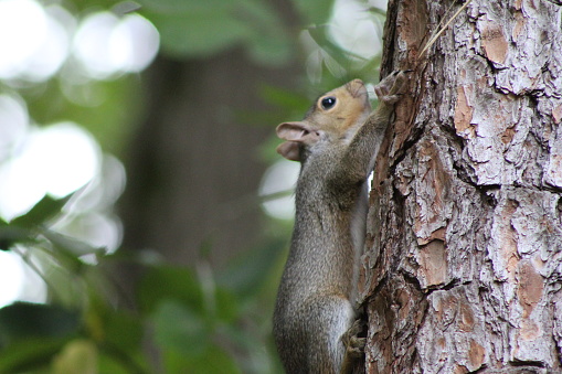 A baby squirrel leaves it’s nest and ventures up a tree.