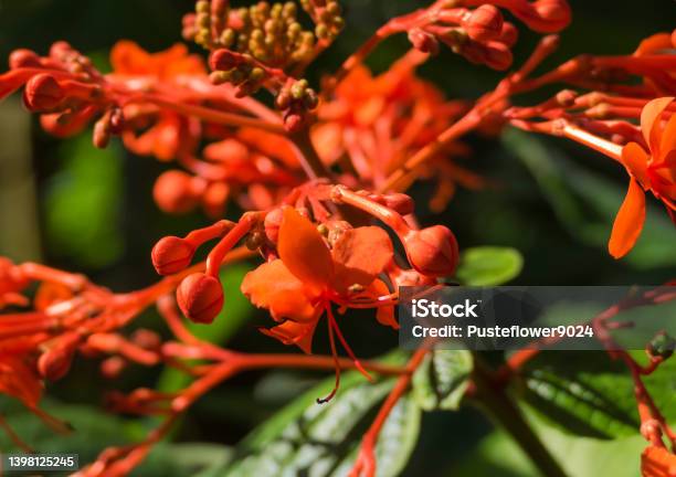 Flor Roja Exótica De Cerca Foto de stock y más banco de imágenes de Alemania - Alemania, Belleza, Botánica - iStock Flor Roja Exótica De Cerca Foto de stock y más banco de imágenes de Alemania - Alemania, Belleza, Botánica - iStock