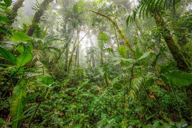 istock Monteverde Cloud Forest Reserve, Costa Rica 1398125303
