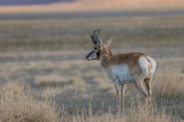 istock Pronghorn Antelope Buck in Utah 1398126349