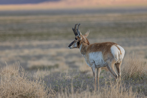 a pronghorn antelope buuck in the Utah desert