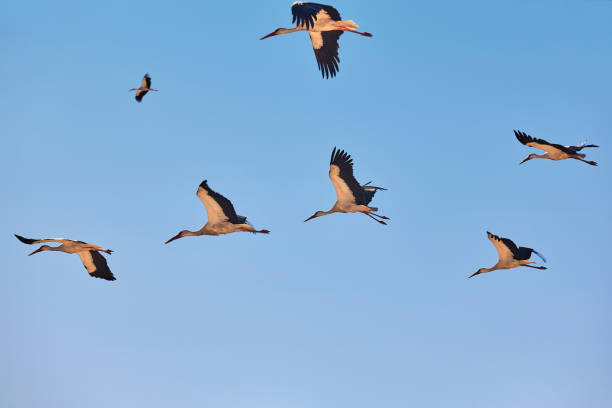 istock Several storks flying under blue skies. Animal wildlife. Nature 1398126925