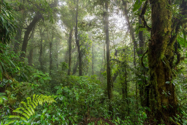 istock Monteverde Cloud Forest Reserve, Costa Rica 1398127206
