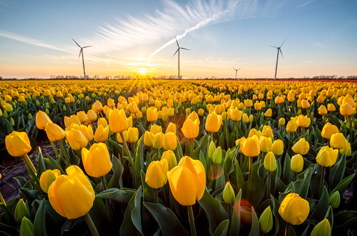 Low angle view of yellow tulip fields and wind turbines in Burgerbrug, North Holland at sunset with sun in the sky