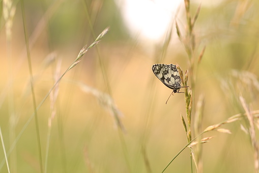 Peacock butterfly on a wheat straw
