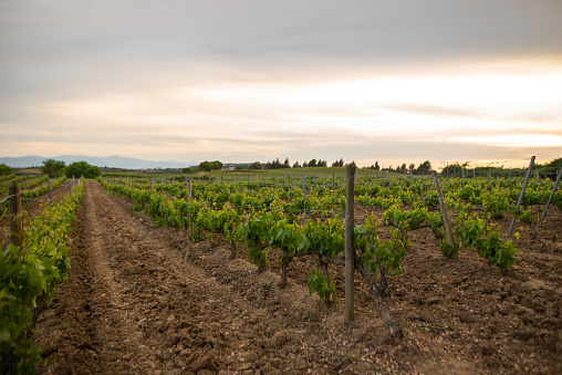 Vineyards under a beautiful sunset sky in La Rioja, Spain