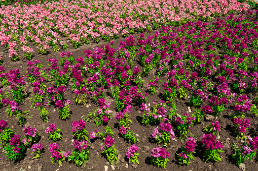 Flower bed with pink flowers