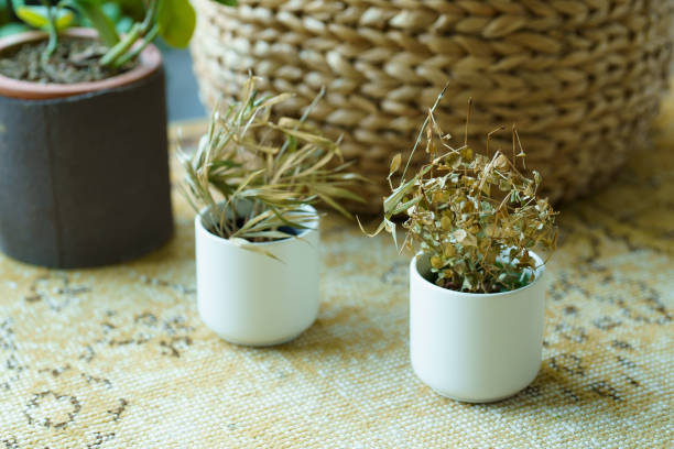 istock Pots of dead foliage plants 1398128667