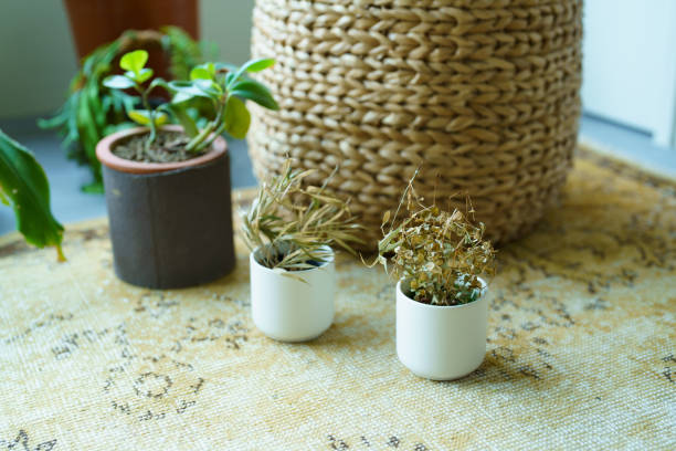 istock Pots of dead foliage plants 1398128729