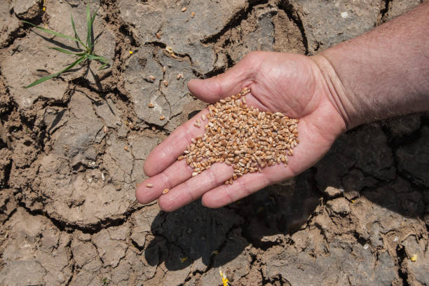 istock A handful of wheat. 1398130177